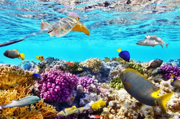 The-Great-Barrier-Reef